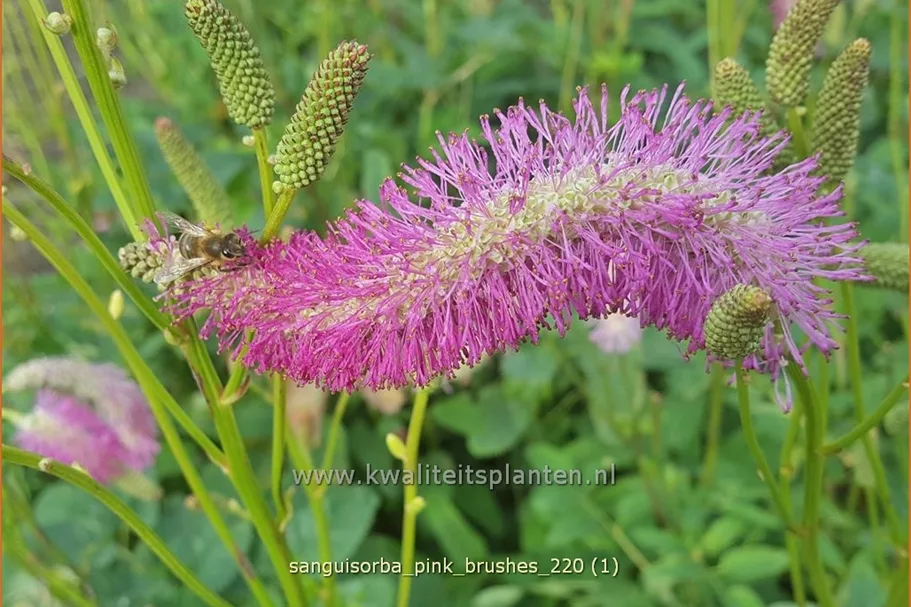 Sanguisorba tenuifolia 'Pink Brushes'