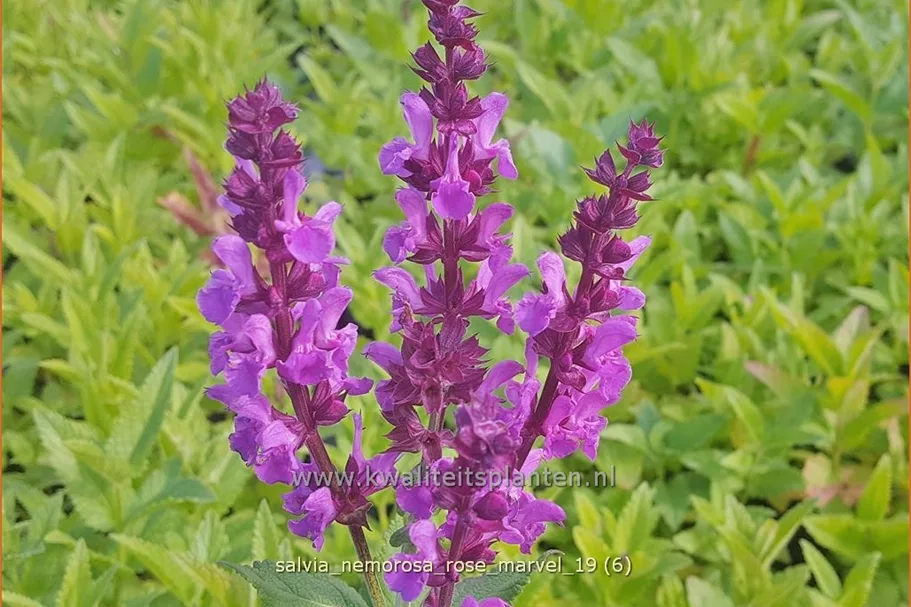 Salvia nemorosa 'Rose Marvel'