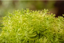 Sedum reflexum 'Angelina'