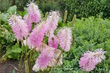 Sanguisorba tenuifolia 'Pink Brushes'