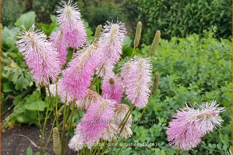 Sanguisorba tenuifolia 'Pink Brushes'
