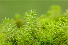 Sedum reflexum 'Angelina'