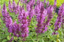Salvia nemorosa 'Rose Marvel'
