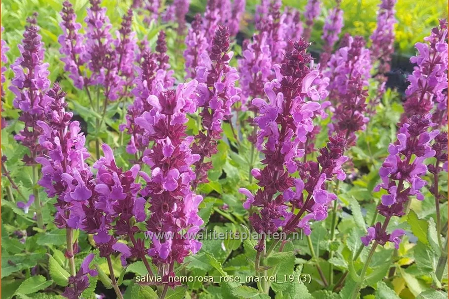 Salvia nemorosa 'Rose Marvel'