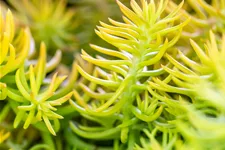 Sedum reflexum 'Angelina'
