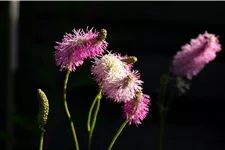 Sanguisorba tenuifolia 'Pink Brushes'