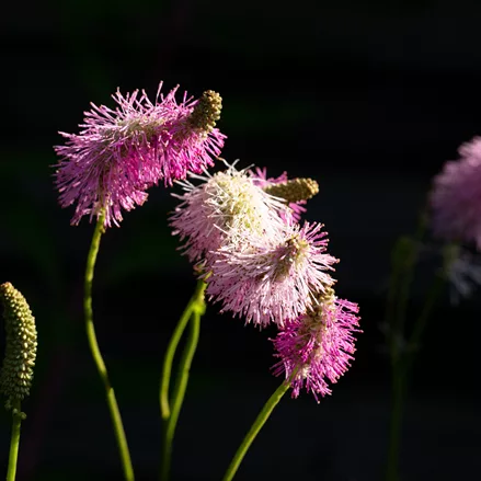 Sanguisorba tenuifolia 'Pink Brushes'