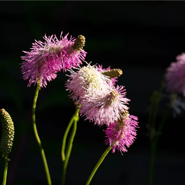 Sanguisorba tenuifolia 'Pink Brushes'