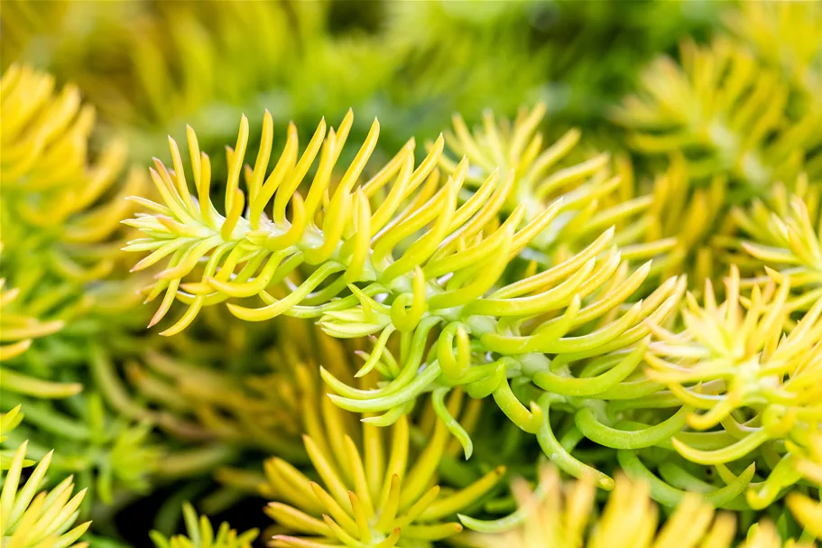 Sedum reflexum 'Angelina'