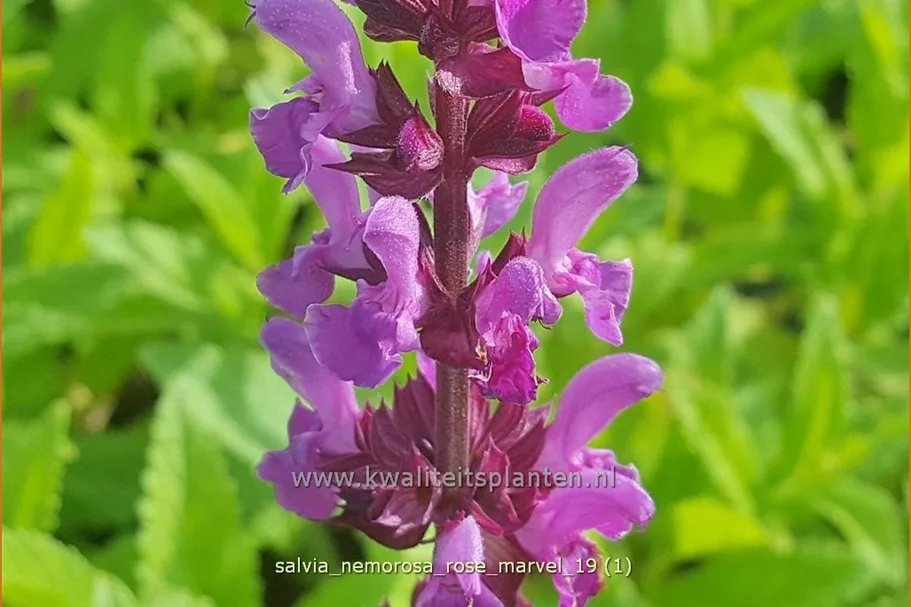 Salvia nemorosa 'Rose Marvel'