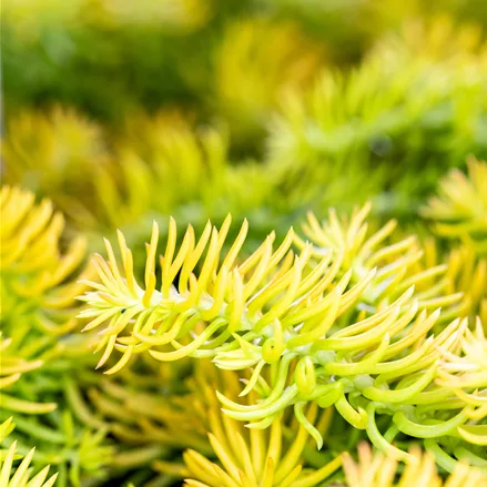 Sedum reflexum 'Angelina'