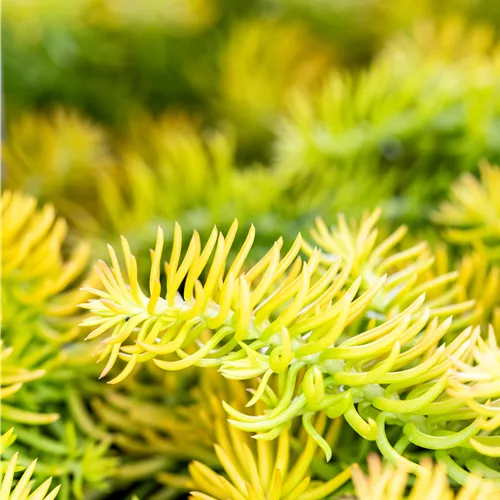 Sedum reflexum 'Angelina'