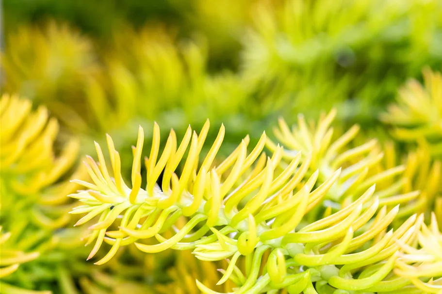 Sedum reflexum 'Angelina'