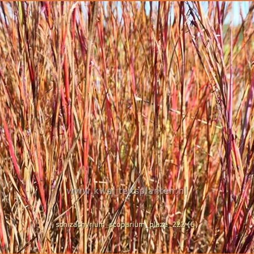 Schizachyrium scoparium 'Blaze'