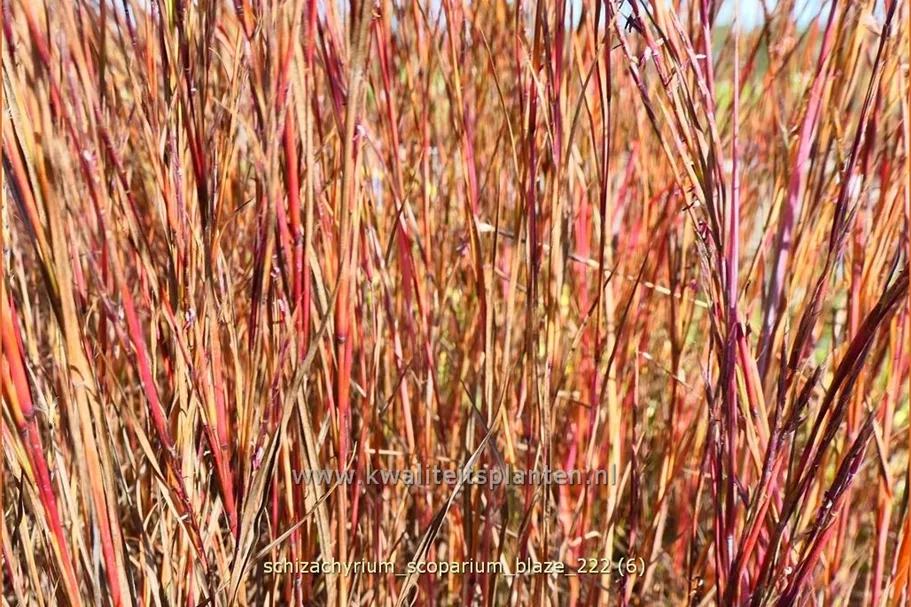Schizachyrium scoparium 'Blaze'