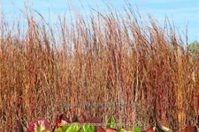 Schizachyrium scoparium 'Blaze'