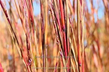 Schizachyrium scoparium 'Blaze'