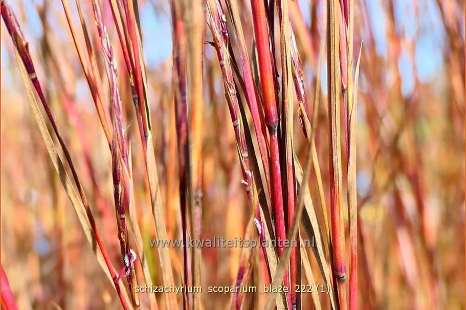 Schizachyrium scoparium 'Blaze'