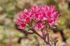 Sedum cauticola 'Robustum'