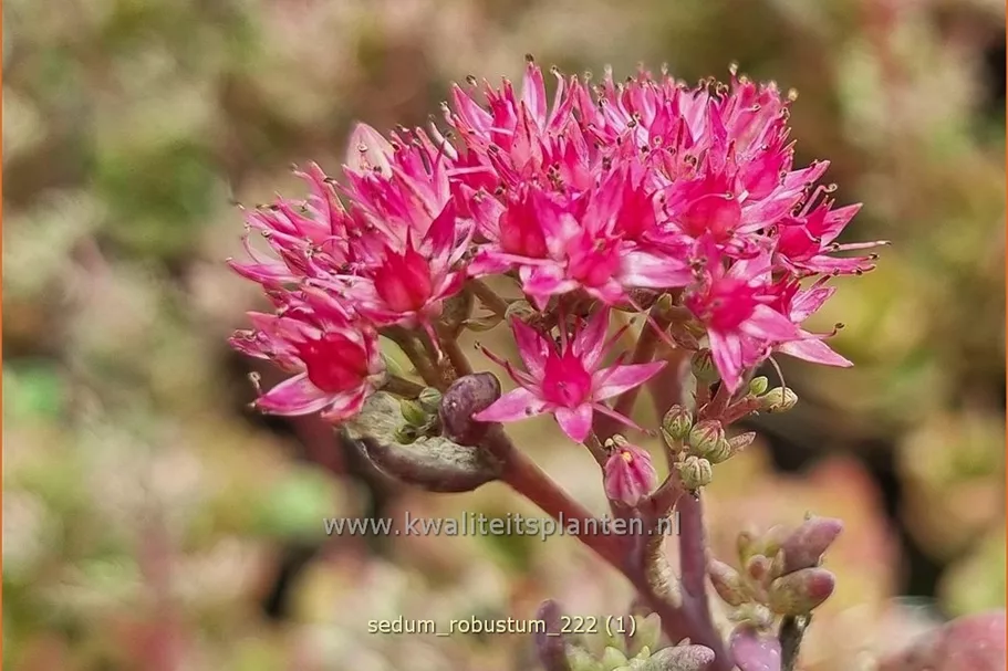 Sedum cauticola 'Robustum'
