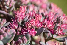 Sedum cauticola 'Robustum'