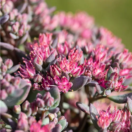 Sedum cauticola 'Robustum'