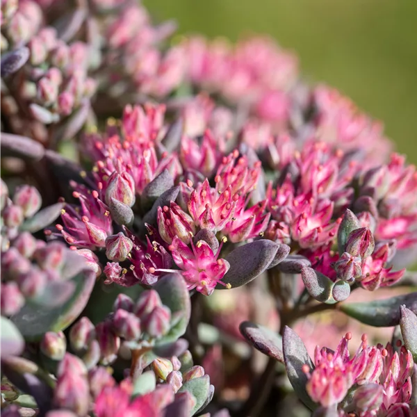 Sedum cauticola 'Robustum'