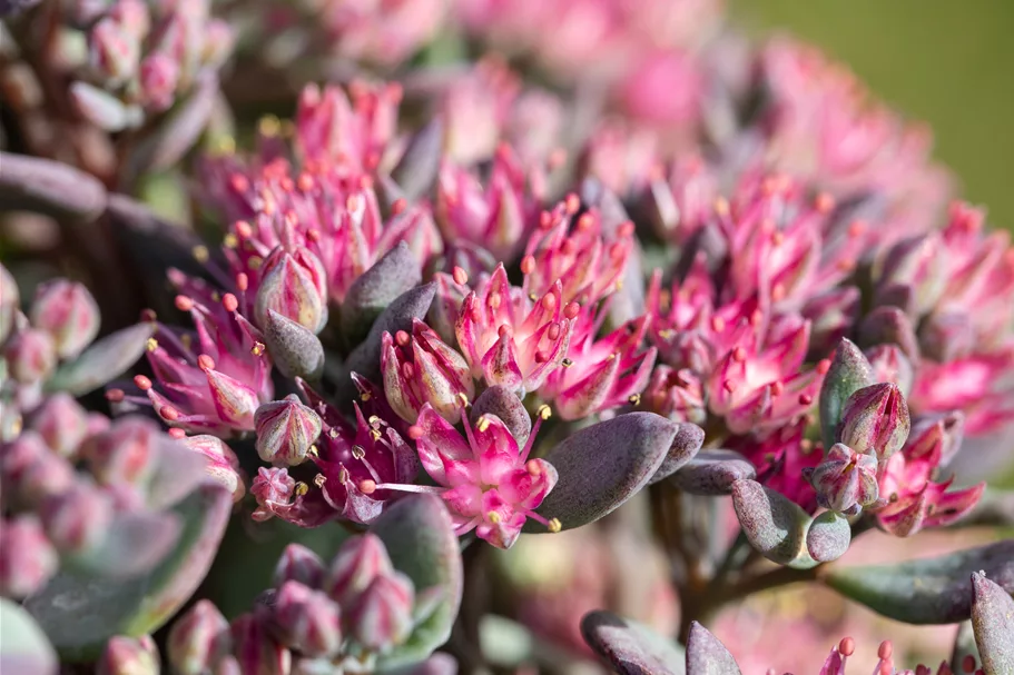 Sedum cauticola 'Robustum'
