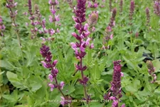 Salvia nemorosa 'Rose Queen'
