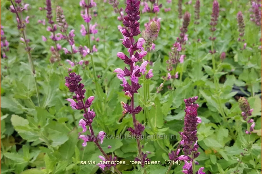 Salvia nemorosa 'Rose Queen'