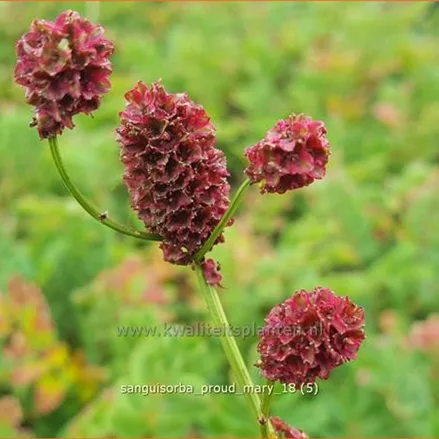 Sanguisorba 'Proud Mary'