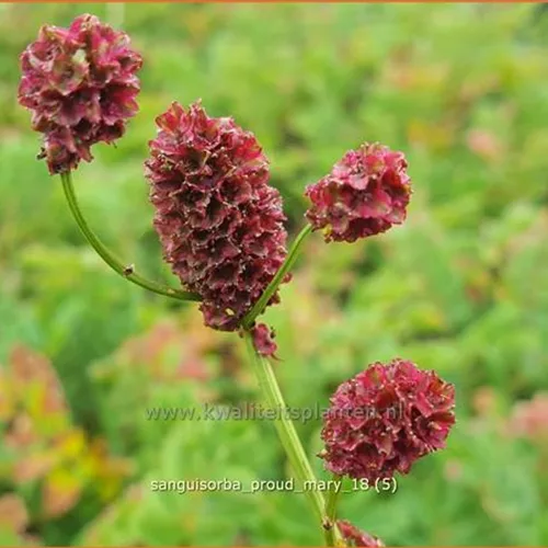 Sanguisorba 'Proud Mary'