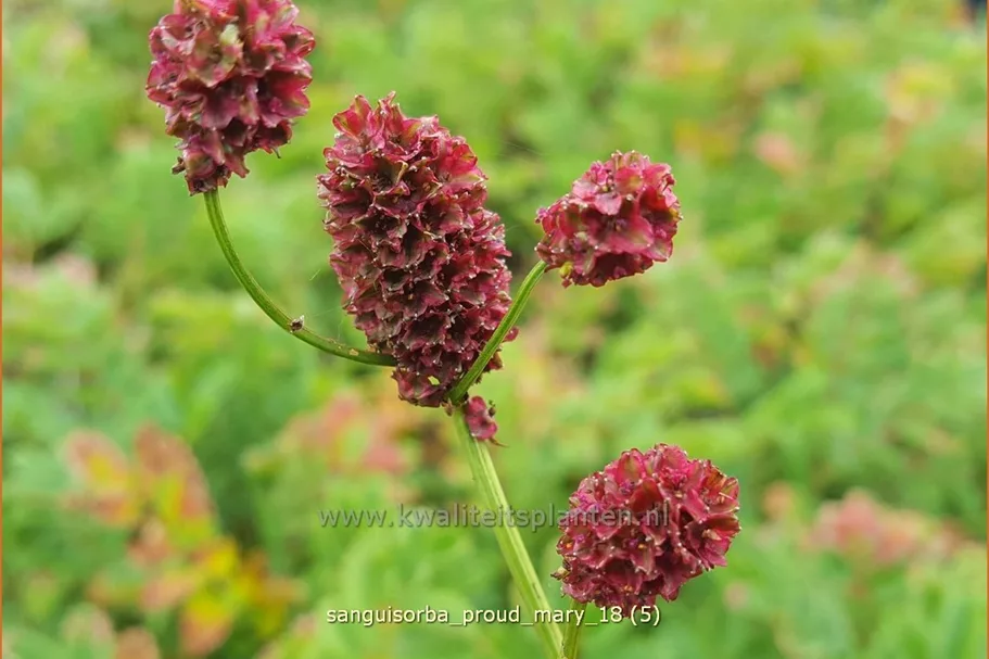 Sanguisorba 'Proud Mary'