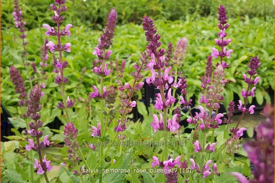 Salvia nemorosa 'Rose Queen'