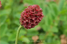 Sanguisorba 'Proud Mary'