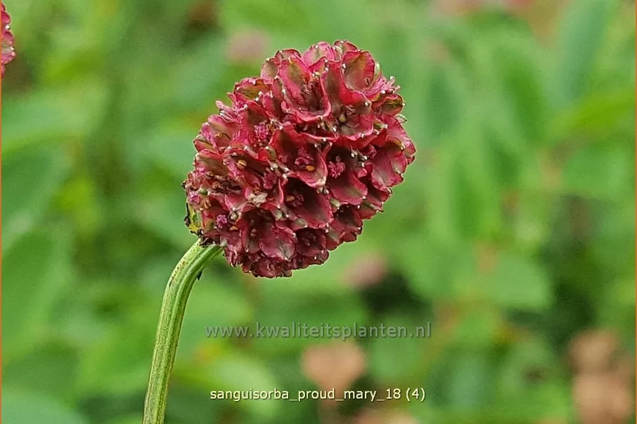 Sanguisorba 'Proud Mary'