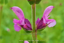 Salvia nemorosa 'Rose Queen'