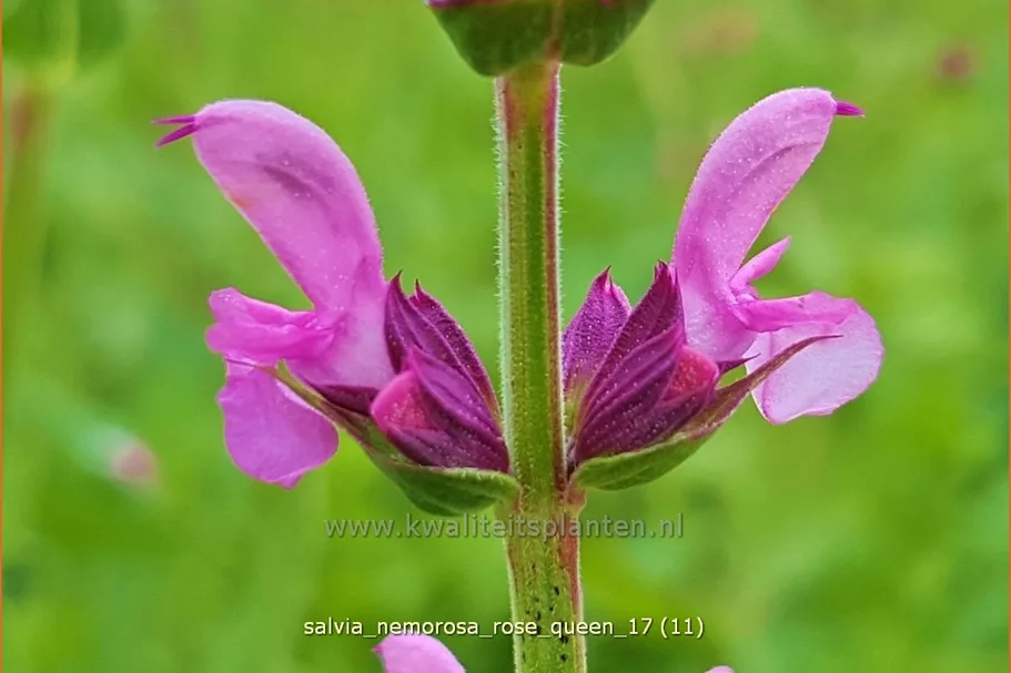 Salvia nemorosa 'Rose Queen'