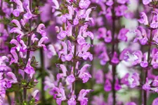 Salvia nemorosa 'Rose Queen'