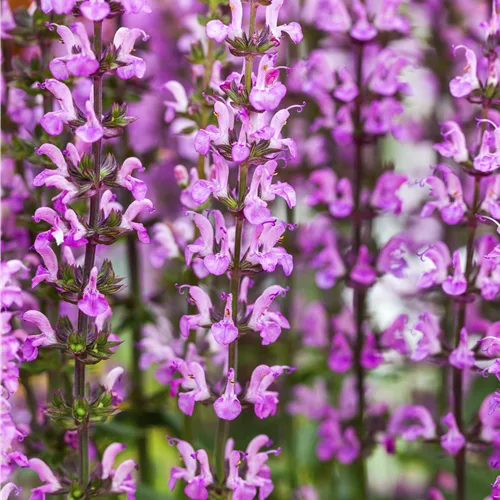 Salvia nemorosa 'Rose Queen'