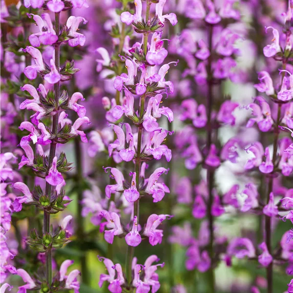 Salvia nemorosa 'Rose Queen'