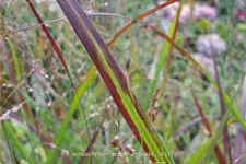 Schizachyrium scoparium 'Cairo'