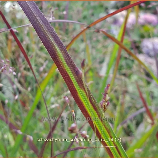 Schizachyrium scoparium 'Cairo'