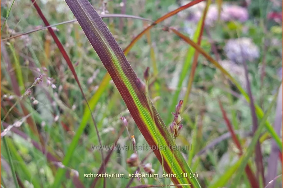 Schizachyrium scoparium 'Cairo'