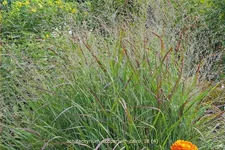 Schizachyrium scoparium 'Cairo'