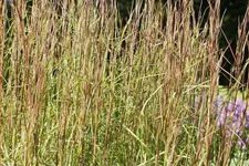 Schizachyrium scoparium 'Cairo'