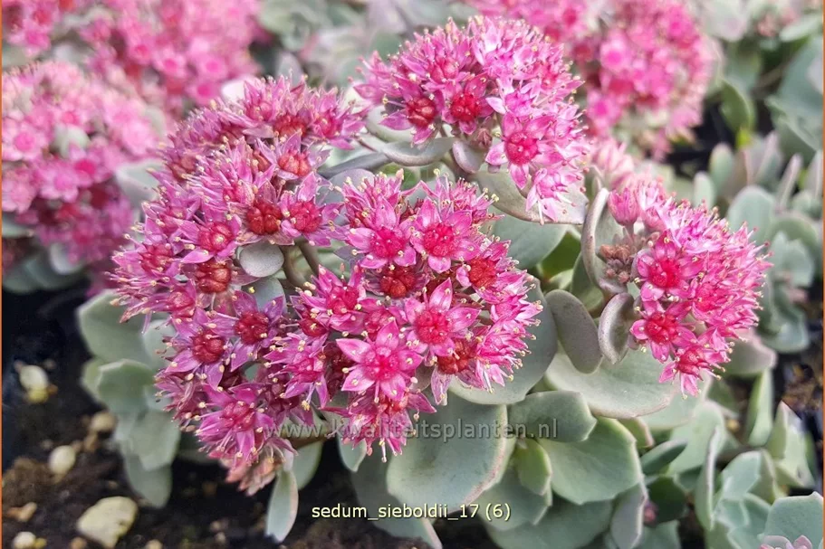 Sedum sieboldii