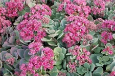 Sedum sieboldii