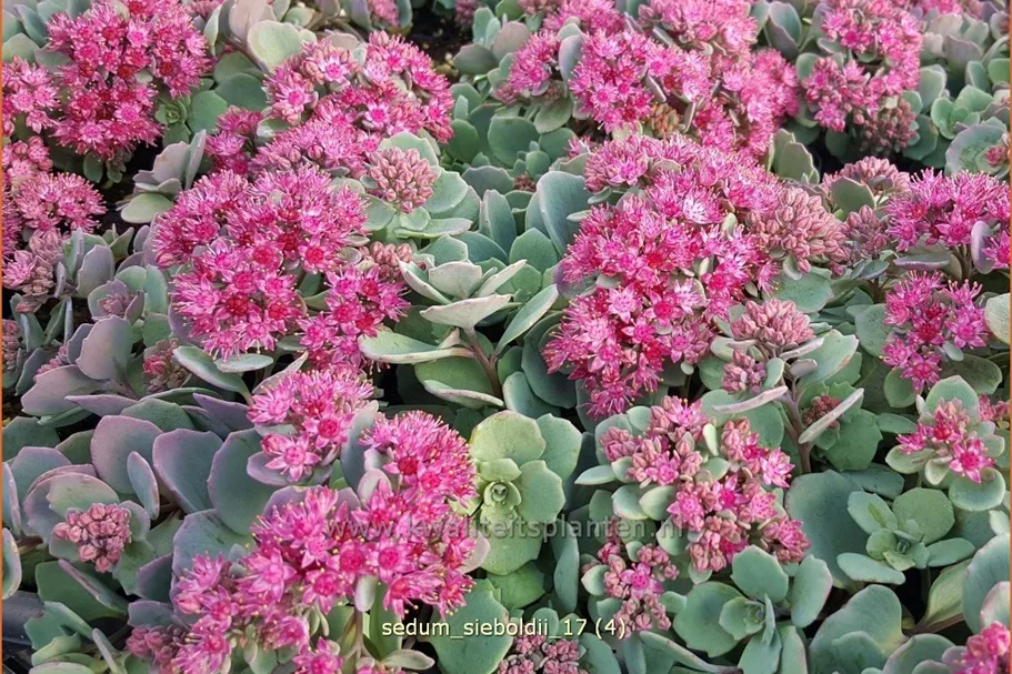 Sedum sieboldii