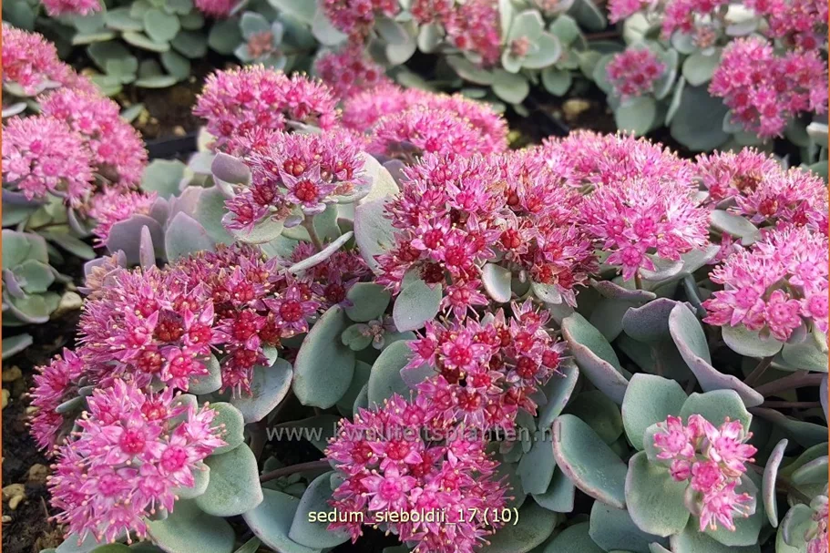Sedum sieboldii